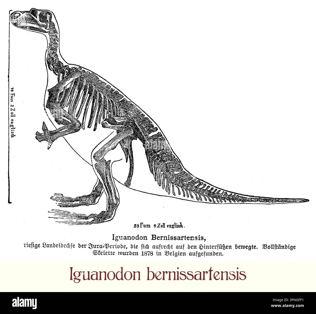 Iguanodon bernissartensis — Dinosaure du Crétacé inférieur. Gravure scientifique du XIXe siècle de Iguanodon bernissartensis, un grand dinosaure herbivore qui vivait en Europe durant le Crétacé inférieur. Des spécimens célèbres découverts à Bernissart en Belgique ont joué un rôle important dans la reconstruction scientifique précoce des dinosaures. Une illustration paléontologique historique documentant la compréhension en développement de la vie préhistorique. Banque D'Images