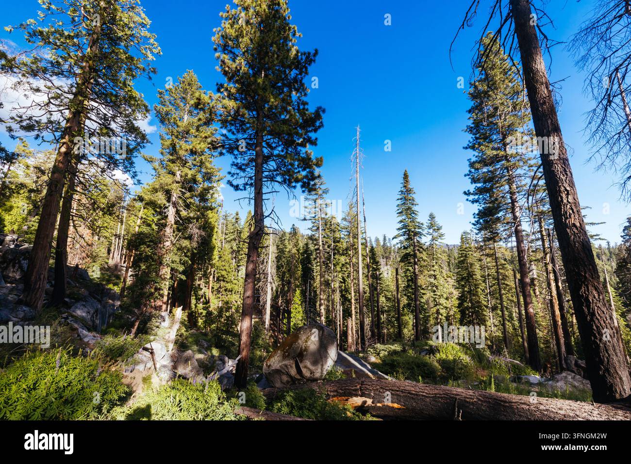 MARIPOSA, ÉTATS-UNIS - 29 JUIN 2026 : Le sentier Grizzly Giant Loop met en valeur les arbres imposants et la végétation luxuriante du Mariposa Grove dans le comté de Mariposa, en Californie Banque D'Images