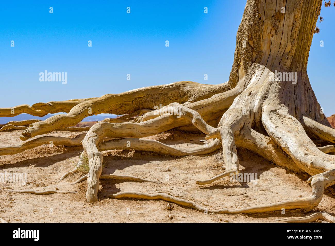 Close-up des racines exposées et torsadées d'un arbre isolé contre un ciel bleu. Aucune personne. Banque D'Images