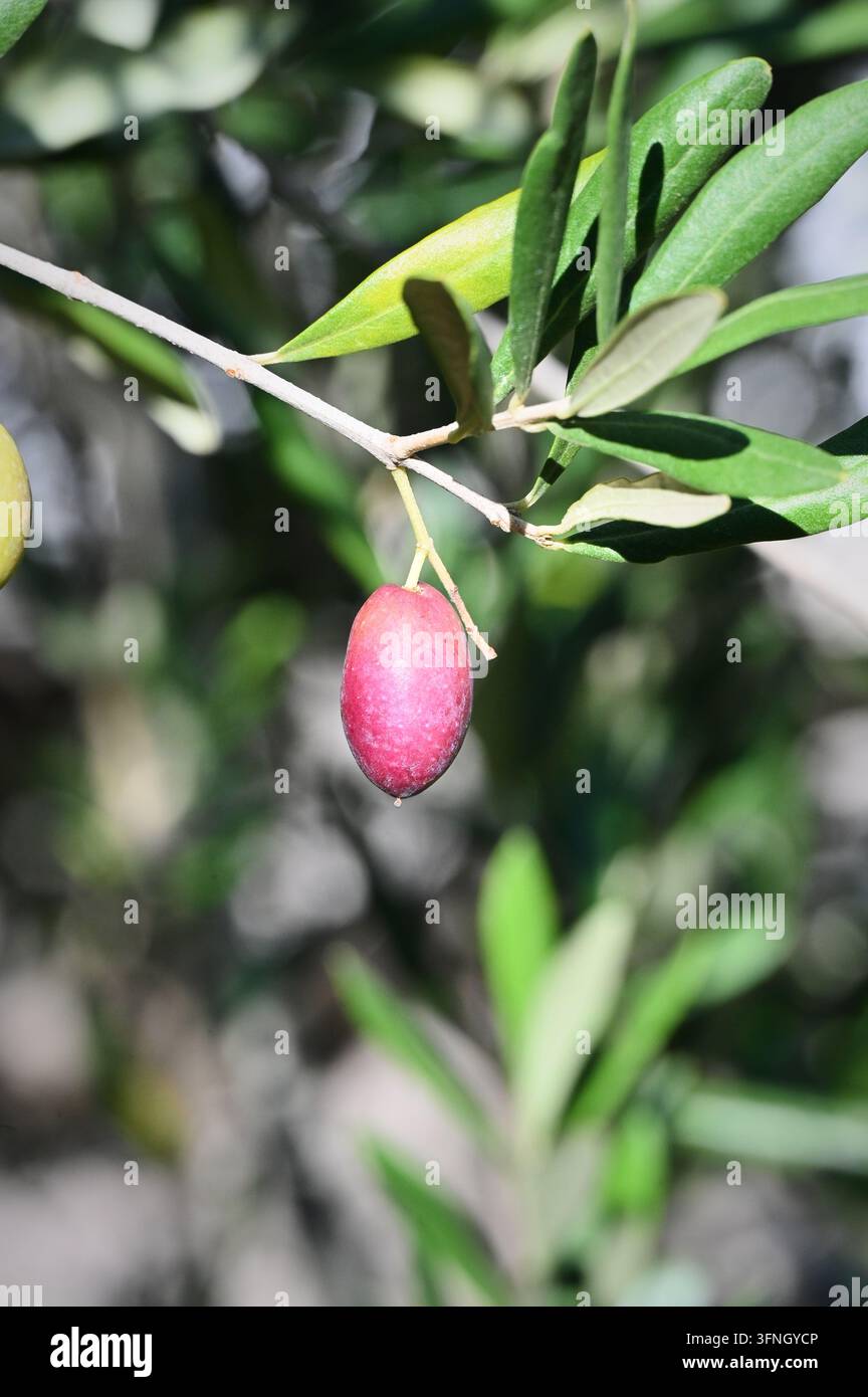 Photographie de stock macro détaillée verticale montrant une olive rose-violet mûrissant sur une branche avec des feuilles vertes à l'extérieur sous la lumière naturelle du jour Banque D'Images