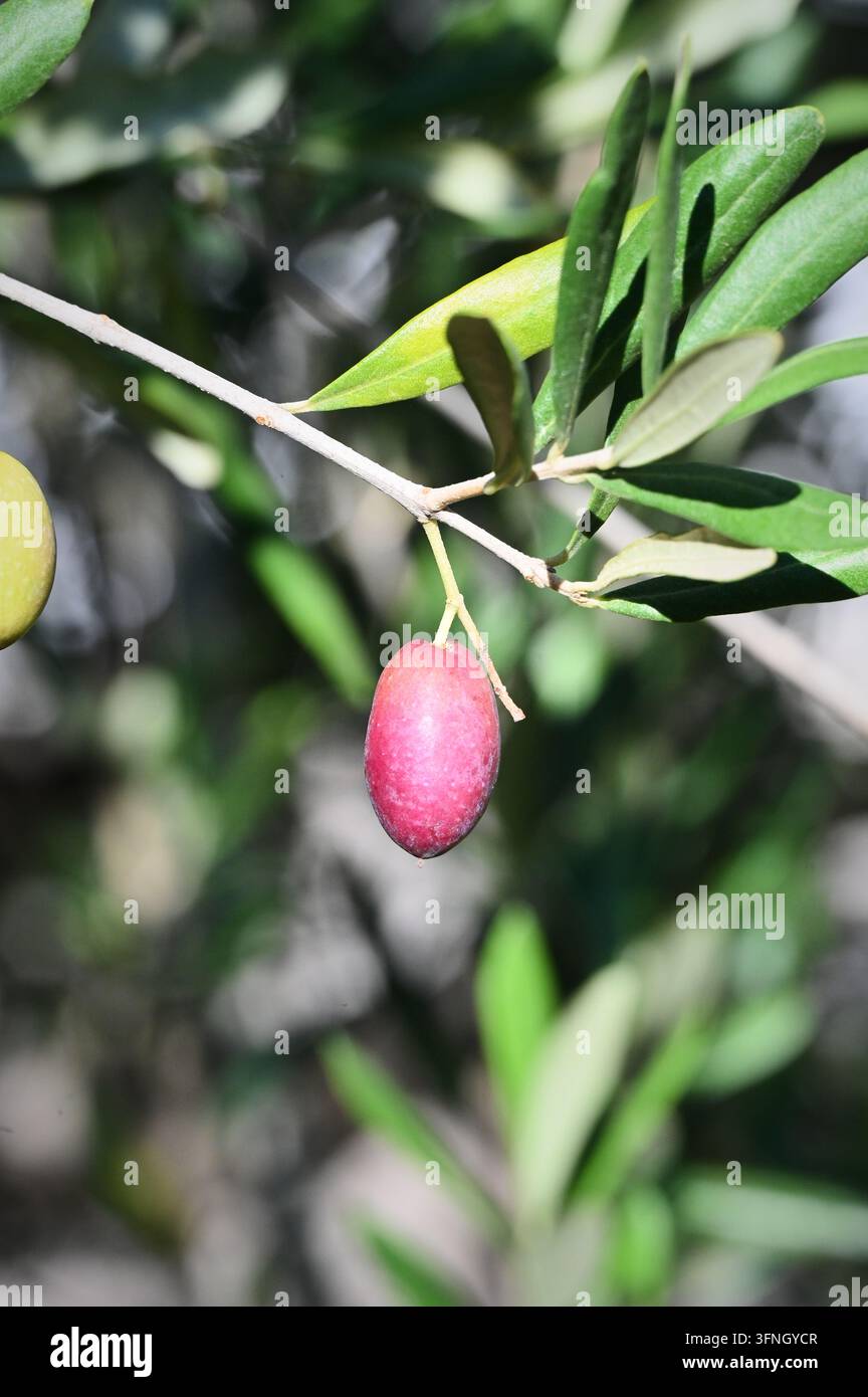 Photographie de stock macro détaillée verticale montrant une olive rose-violet mûrissant sur une branche avec des feuilles vertes à l'extérieur sous la lumière naturelle du jour Banque D'Images