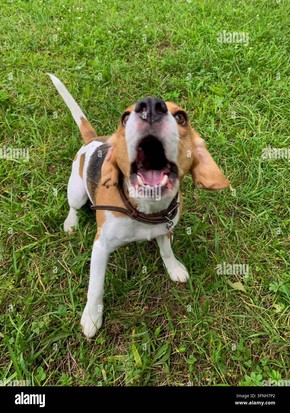 Beagle tricolore portant un collier en cuir aboyant vers l'appareil avec la gueule grande ouverte sur de l'herbe verte Banque D'Images