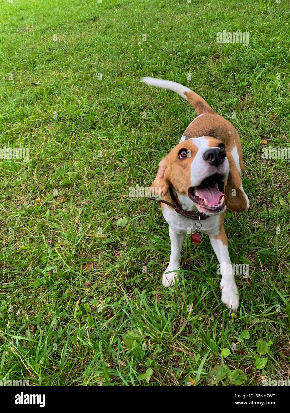 Beagle joueur portant un collier en cuir, regardant avec la bouche ouverte tout en se tenant sur l'herbe verte Banque D'Images
