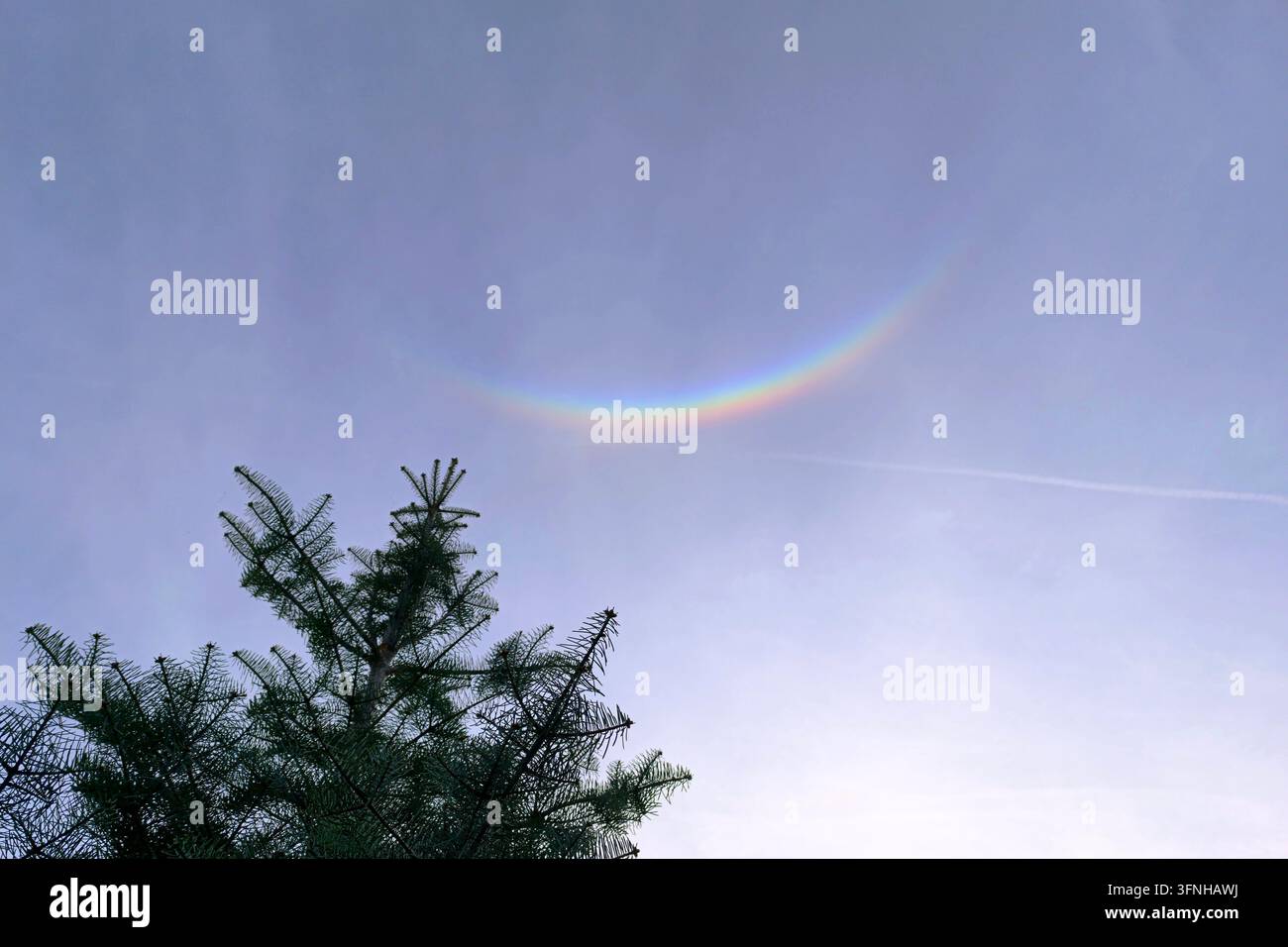 Arc-en-ciel circumzénithal coloré sur la cime des sapins contre un ciel bleu mat. Banque D'Images
