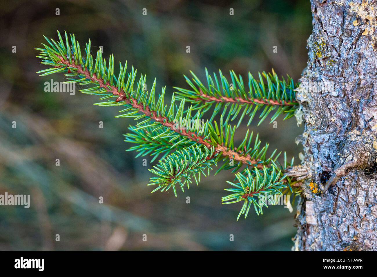 Vue rapprochée d'une branche d'épicéa avec des aiguilles vert vif attachées à un tronc d'arbre texturé. Banque D'Images