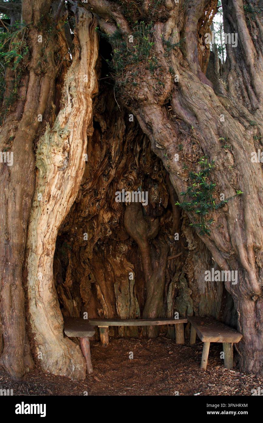 Ancien if, désigné comme faisant partie du Queens Green Canopy. Much Marcle Banque D'Images