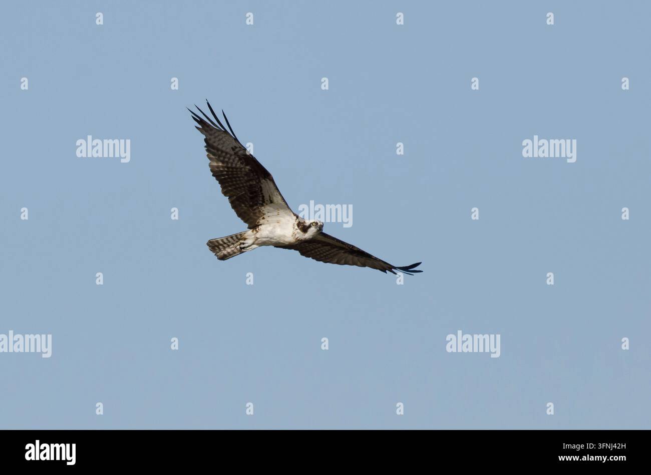 Osprey, Pandion haliatus, en vol Banque D'Images