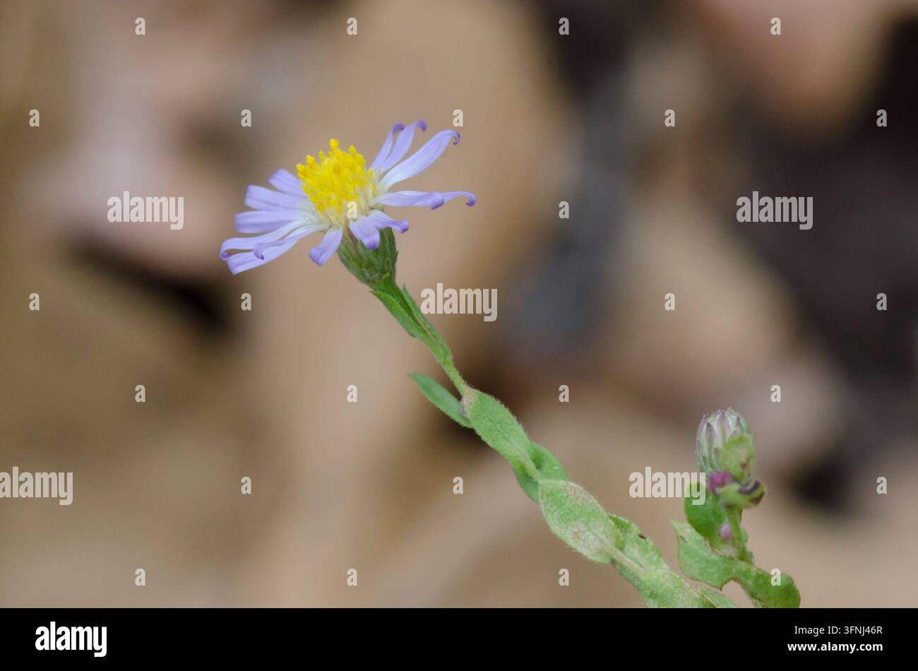 Aster pourpre tardif, Symphyotrichum patens Banque D'Images