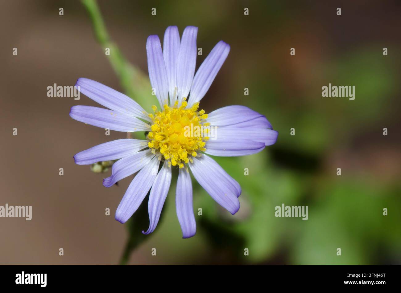 Aster pourpre tardif, Symphyotrichum patens Banque D'Images