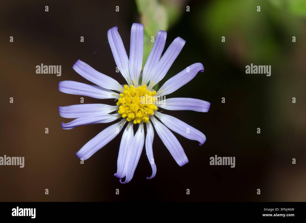 Aster pourpre tardif, Symphyotrichum patens Banque D'Images