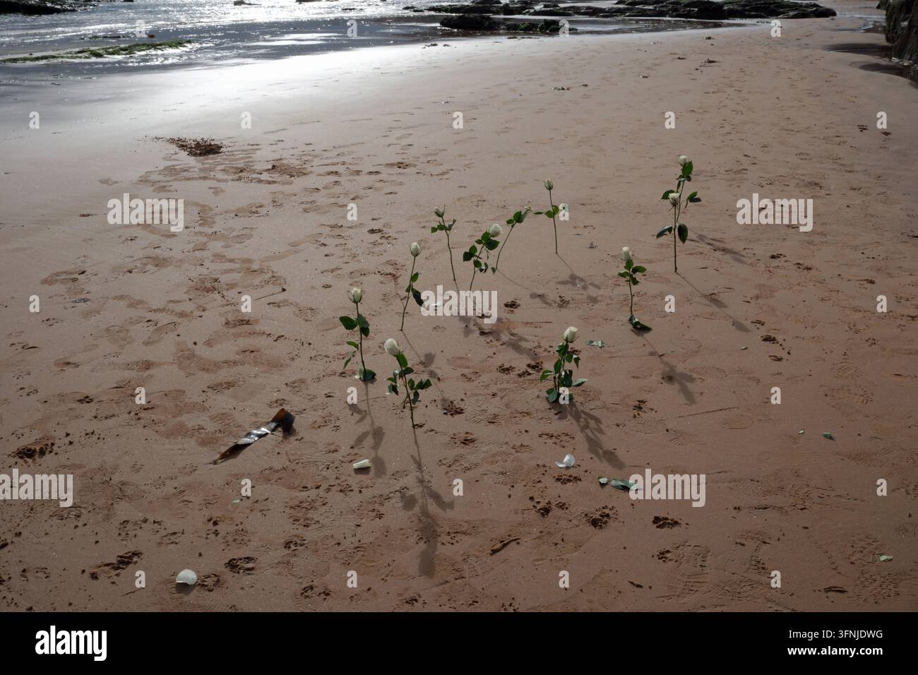 Roses blanches coupées disposées dans le sable sur la plage de la ville côtière de Sidmouth, la porte d'entrée du site du patrimoine mondial de la côte jurassique, Angleterre UK Banque D'Images