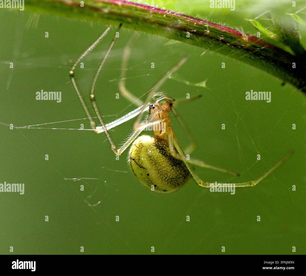 Araignée verte du concombre ou Araignée tisserande verte, Araniella cucurbitina, Araneidae. Aussi appelée Araignée du potiron ou du citrouil. Royaume-Uni. Araniella cucurbitina. Banque D'Images