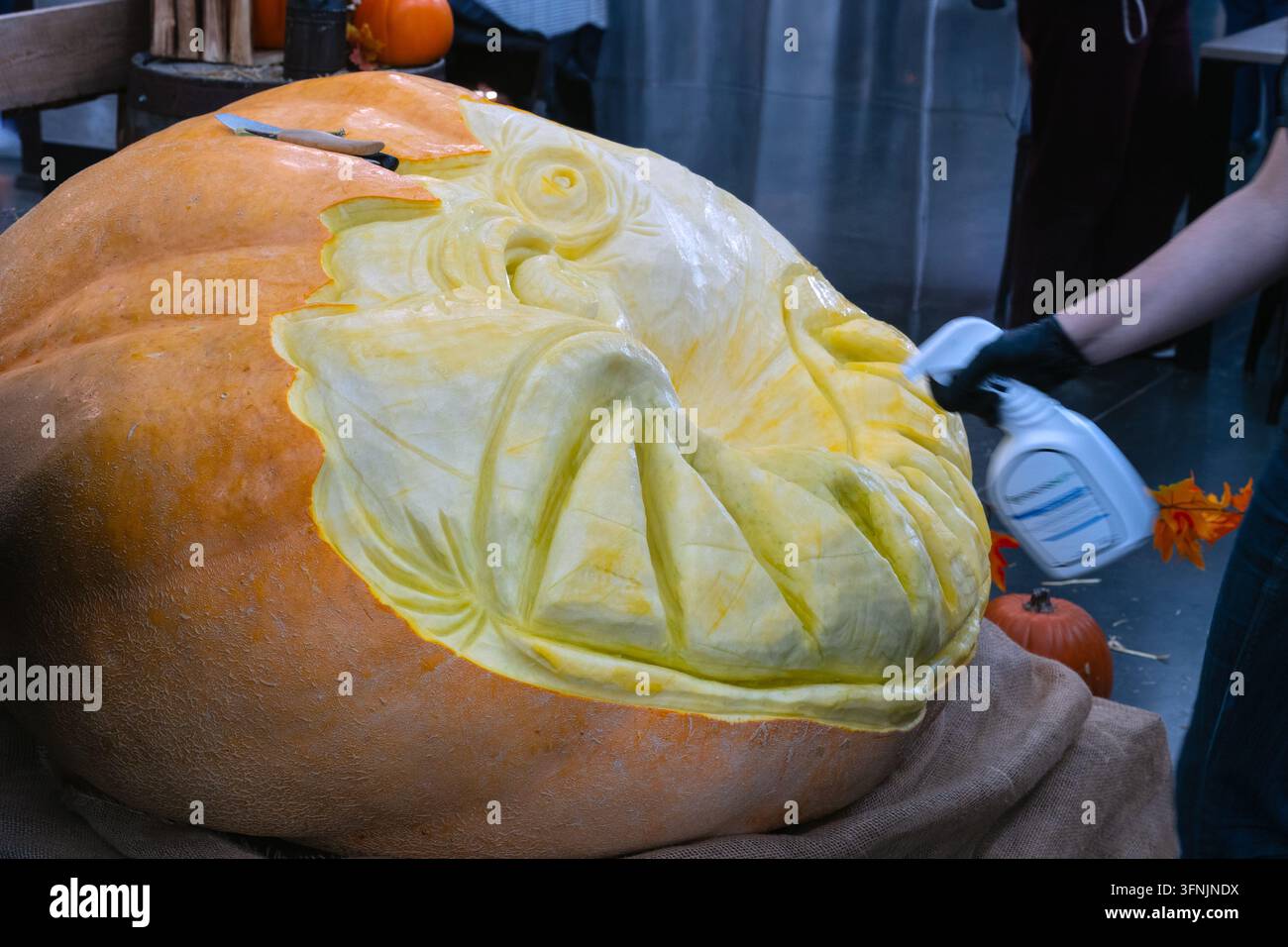 Un énorme potiron est sculpté par un artiste lors d'un festival sur le thème d'Halloween à Calgary, Alberta, Canada. La sculpture élaborée représente un visage dramatique Banque D'Images