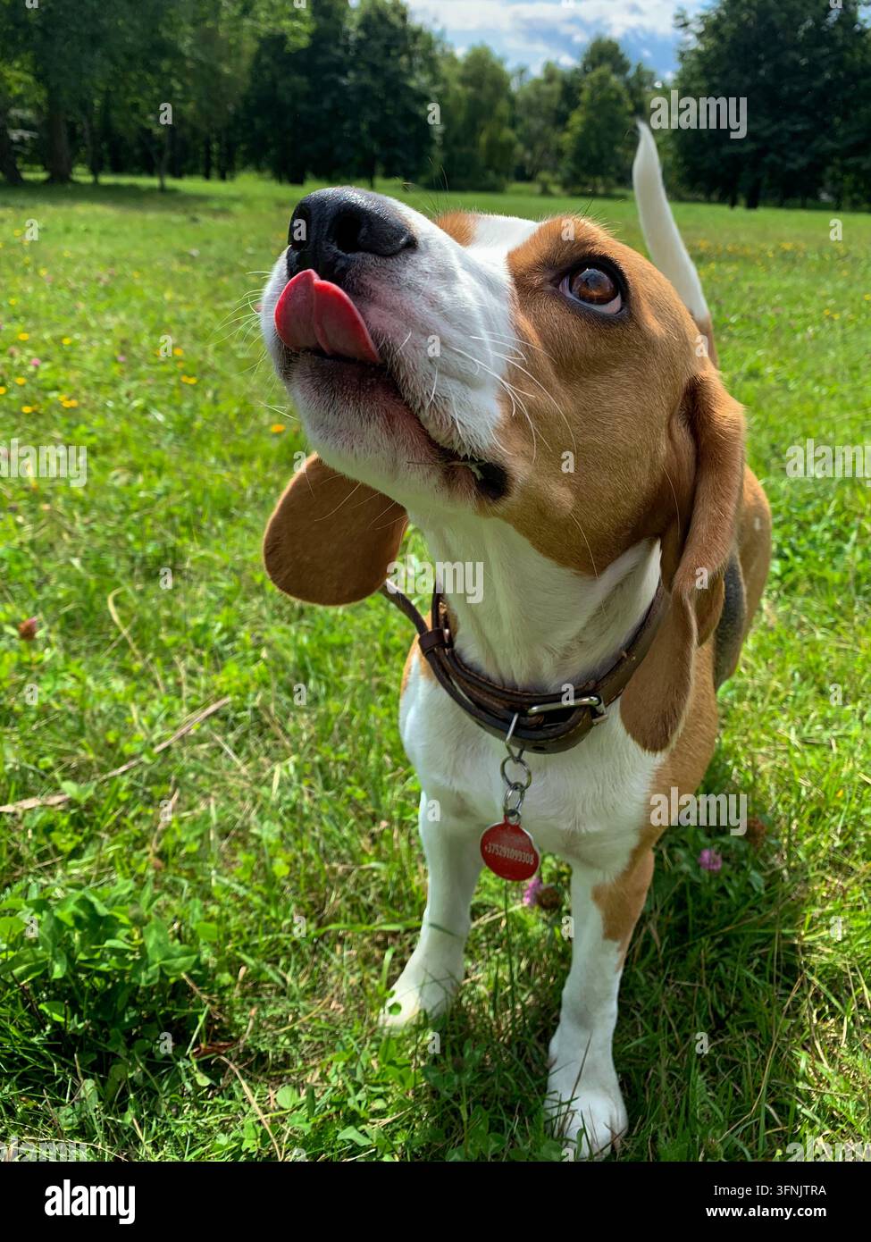 Beagle tricolore portant un collier en cuir marron se lèche le nez et regarde vers le haut alors qu'il se tient sur une pelouse verte ensoleillée dans un parc. Banque D'Images