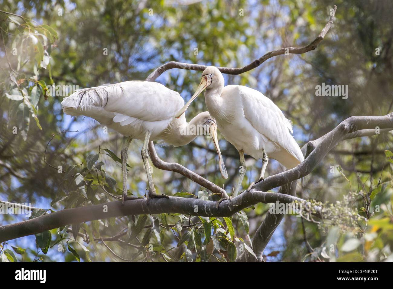 Deux hérons à bec jaune (Platalea flavipes) se perchant dans un arbre Banque D'Images