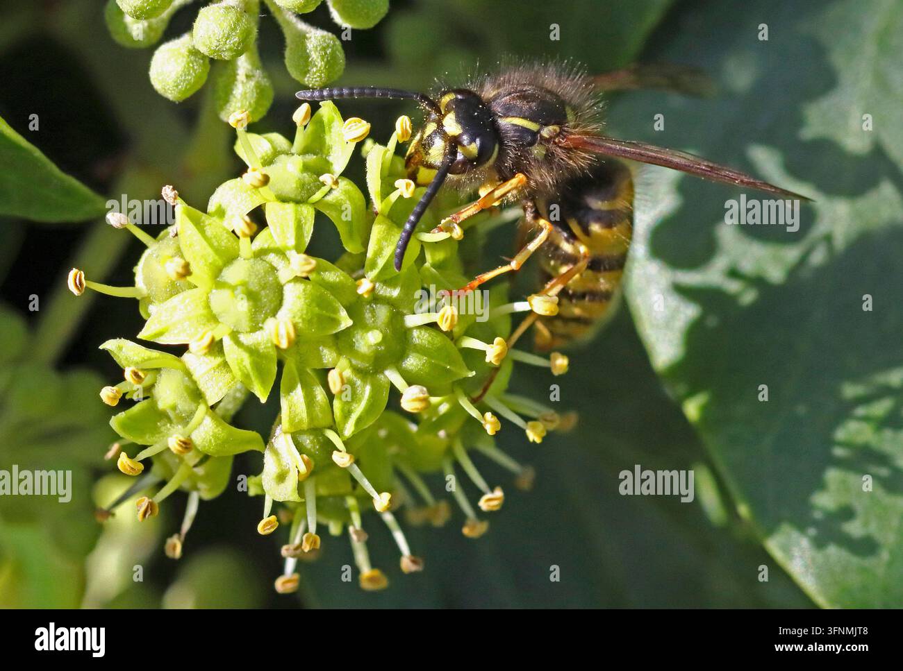GUÊPE COMMUNE (Vespula vulgaris) sur l’hysope, Royaume-Uni. Banque D'Images