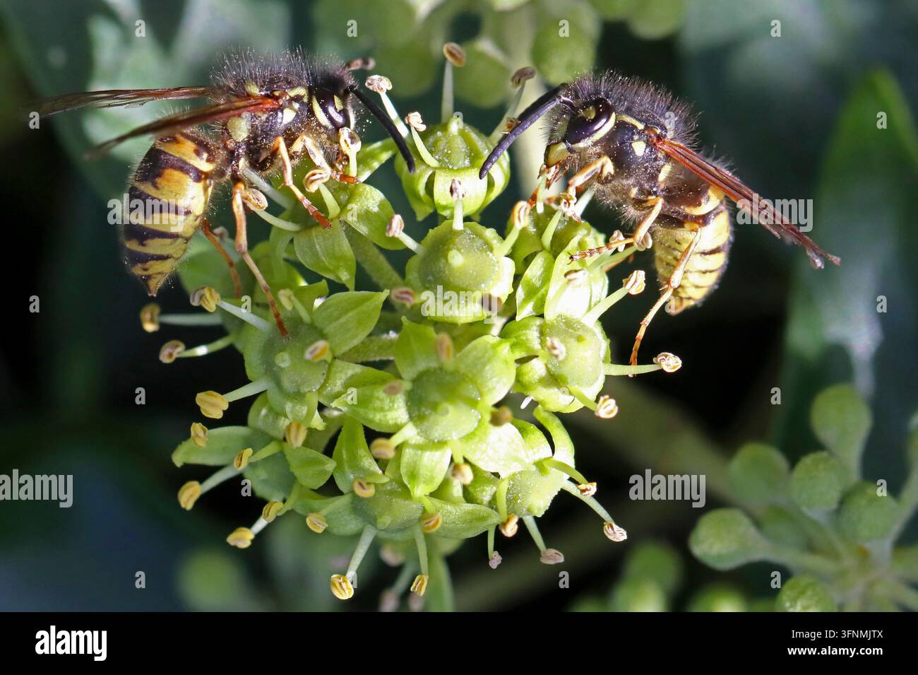 GUÊPE COMMUNE (Vespula vulgaris) deux se nourrissant sur un lierre en fleurs, Royaume-Uni. Banque D'Images
