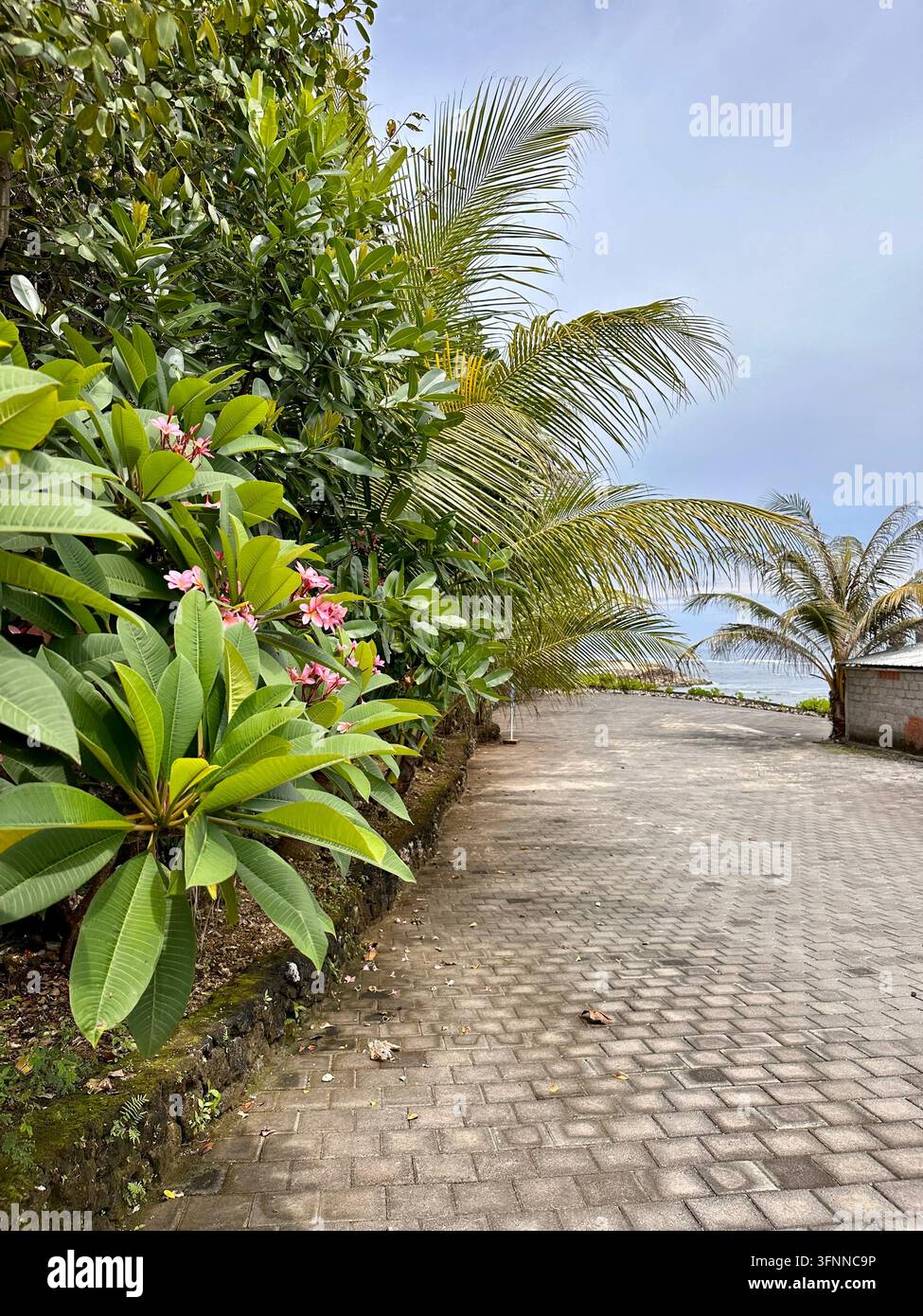 Des frangipani roses et des palmiers arqués bordent un chemin pavé du littoral dans une lumière diffuse. - Image de stock capturée avec un smartphone