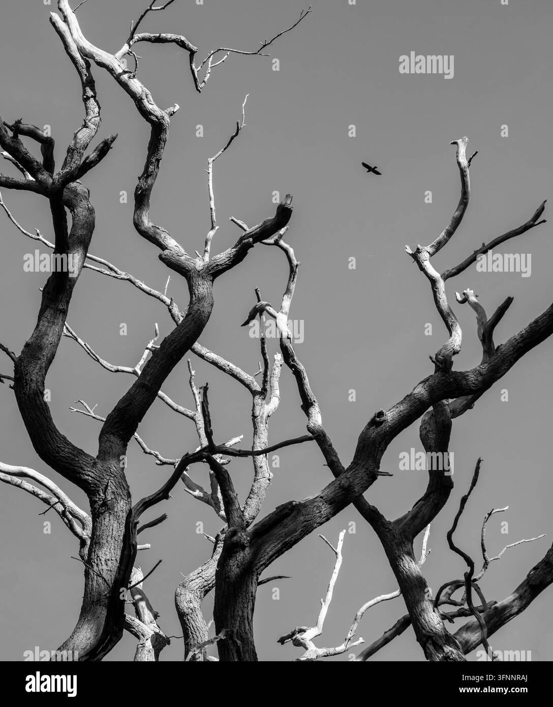 Les formes noires et blanches nettes d'un arbre mort se détachant sur un ciel lumineux sous le soleil d'automne avec une corneille volant au-dessus, Worcestershire, Angleterre Banque D'Images