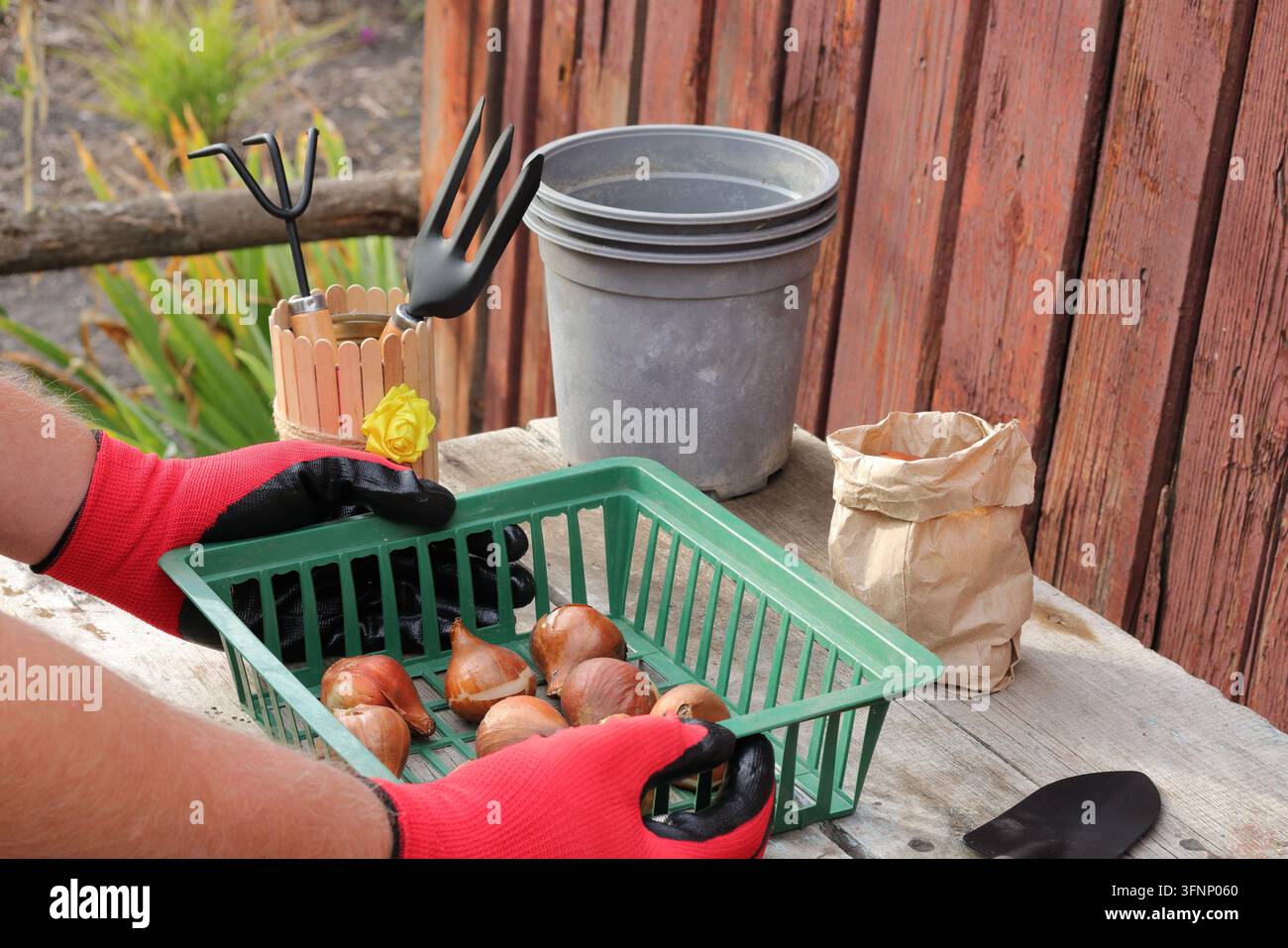 Jardinier tenant un panier vert avec des bulbes de fleurs pour la plantation d'automne près des outils de jardinage Banque D'Images