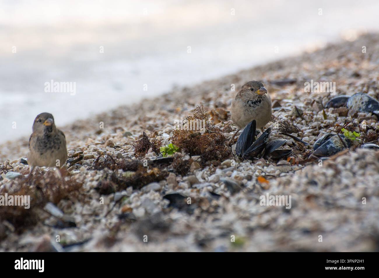 Moineaux domestiques (Passer domesticus), cherchant de la nourriture sur une plage Banque D'Images