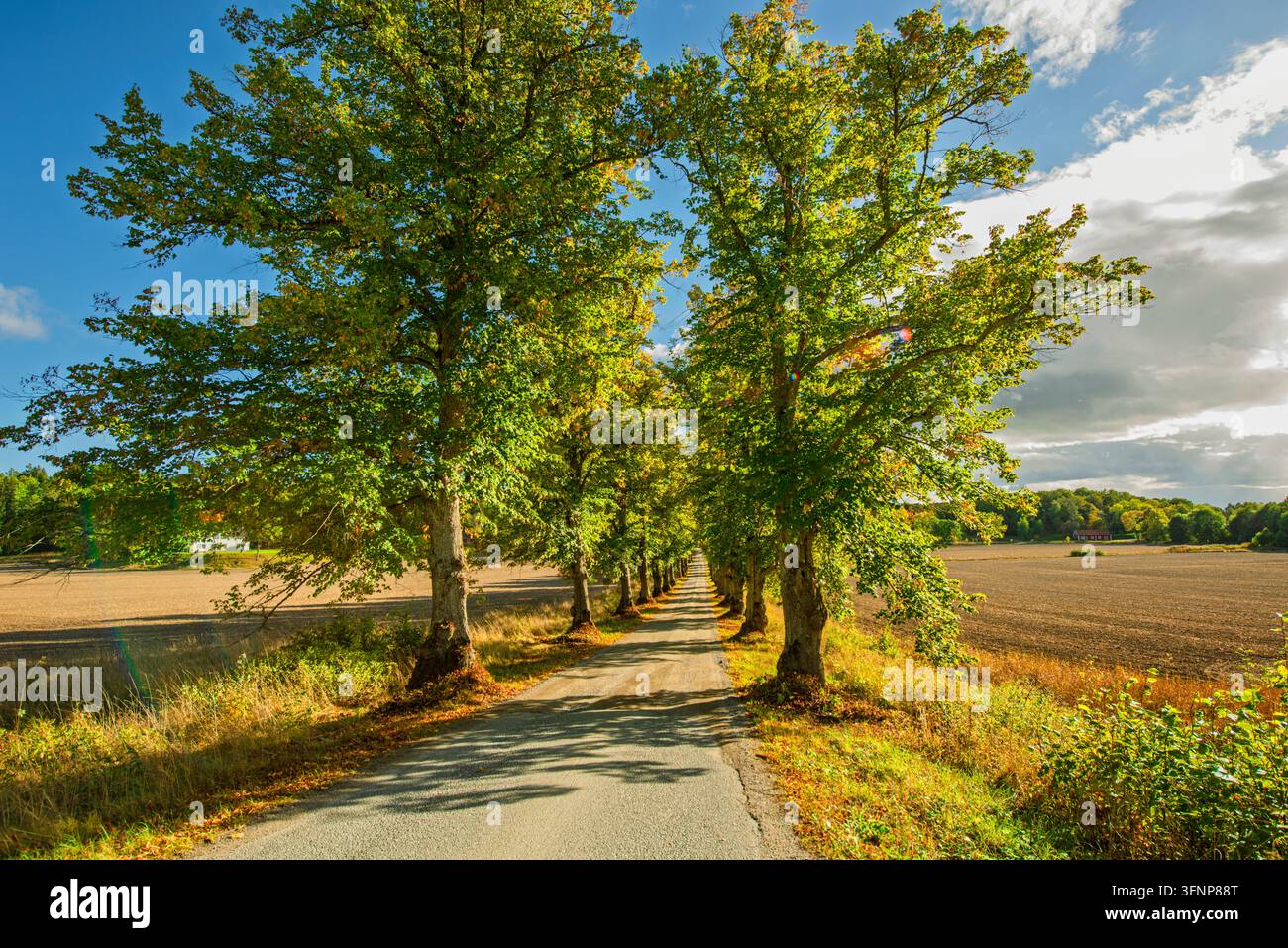 Une route bordée d'une belle allée d'arbres, avec des champs entourant la route. Banque D'Images