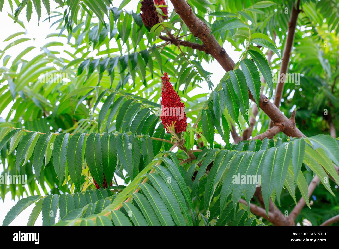 Branches de sumac. Grappes de drupes veloutées et fond de feuillage vert vif. Cônes de fruits rouges sur les branches des arbustes rhus sous une lumière douce en extérieur. Bo Banque D'Images
