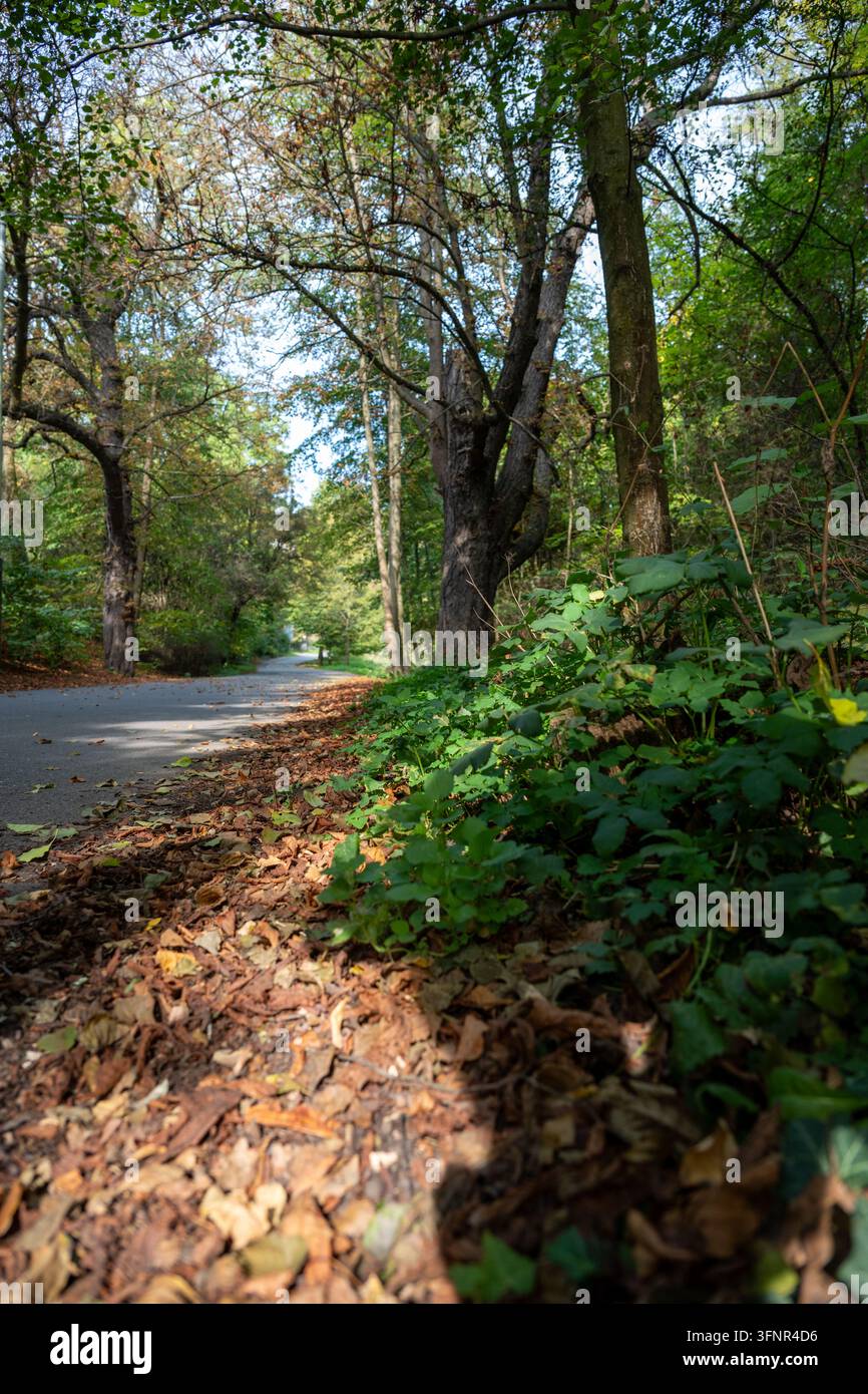 Vue en contre-plongée d'un sentier forestier automnal bordé de feuilles tombées dans la vallée de Prokop. Vallée de Prokop, Prague, République tchèque, 4 octobre 2026. Banque D'Images
