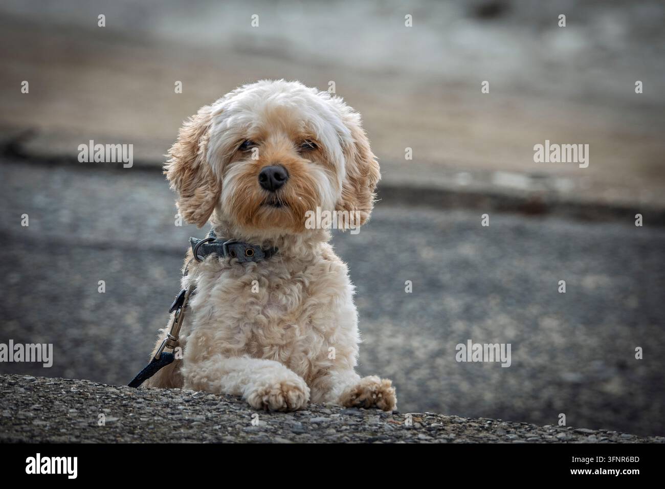 Un petit chien au pelage duveteux regarde curieusement par-dessus un mur bas, son visage adorable reflétant la curiosité. La scène se déroule dans un quartier animé, ajoutant Banque D'Images