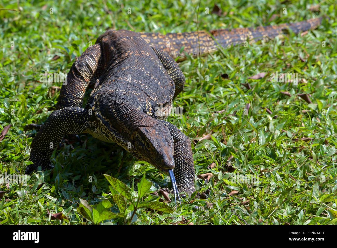 Varan d'eau asiatique (varanus salvator) rampant sur l'herbe verte et montrant sa langue fendue Banque D'Images