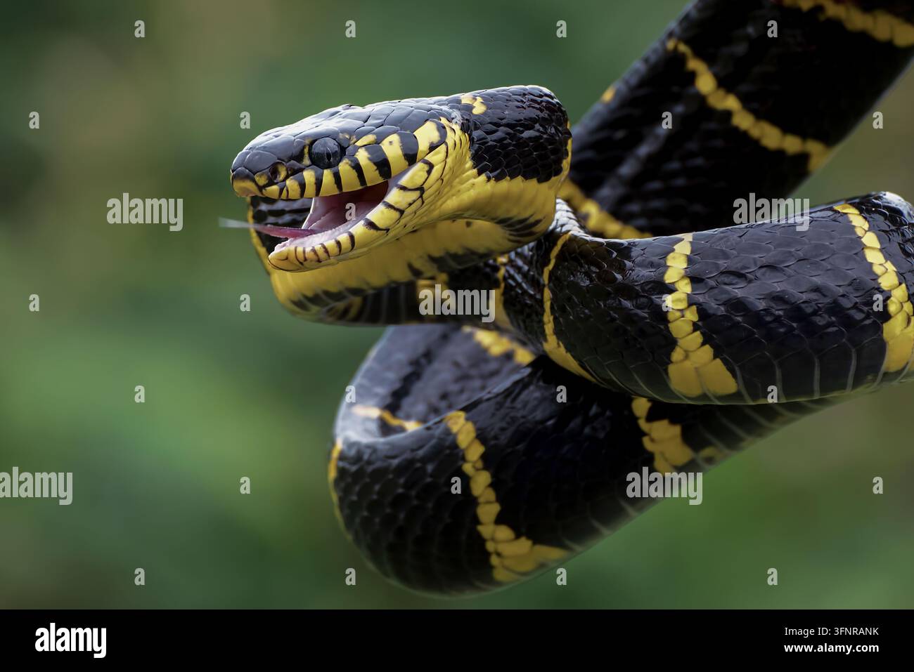 Serpent des mangroves (Boiga dendrophila) enroulé avec la gueule ouverte en posture de menace Banque D'Images