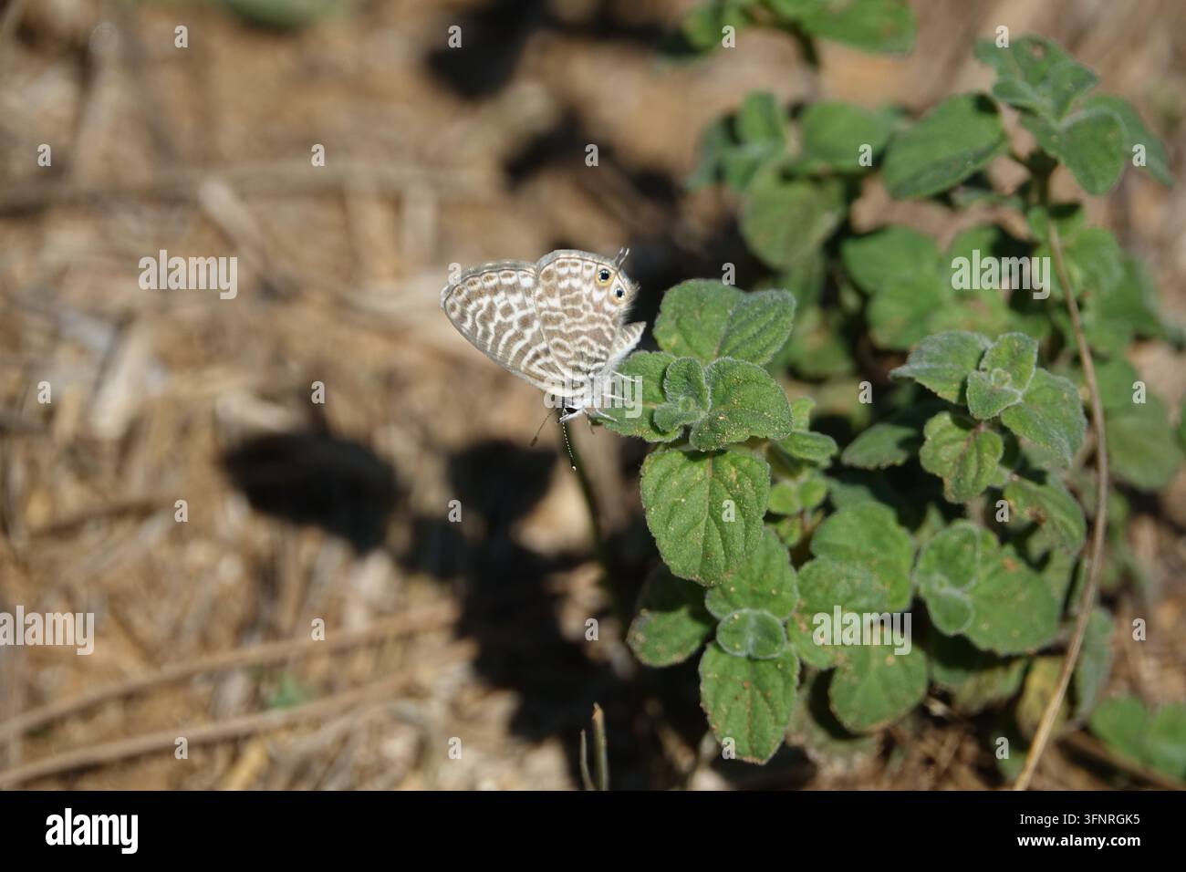 le magnifique papillon bleu à queue courte de Langs (Leptotes pirithous) Banque D'Images