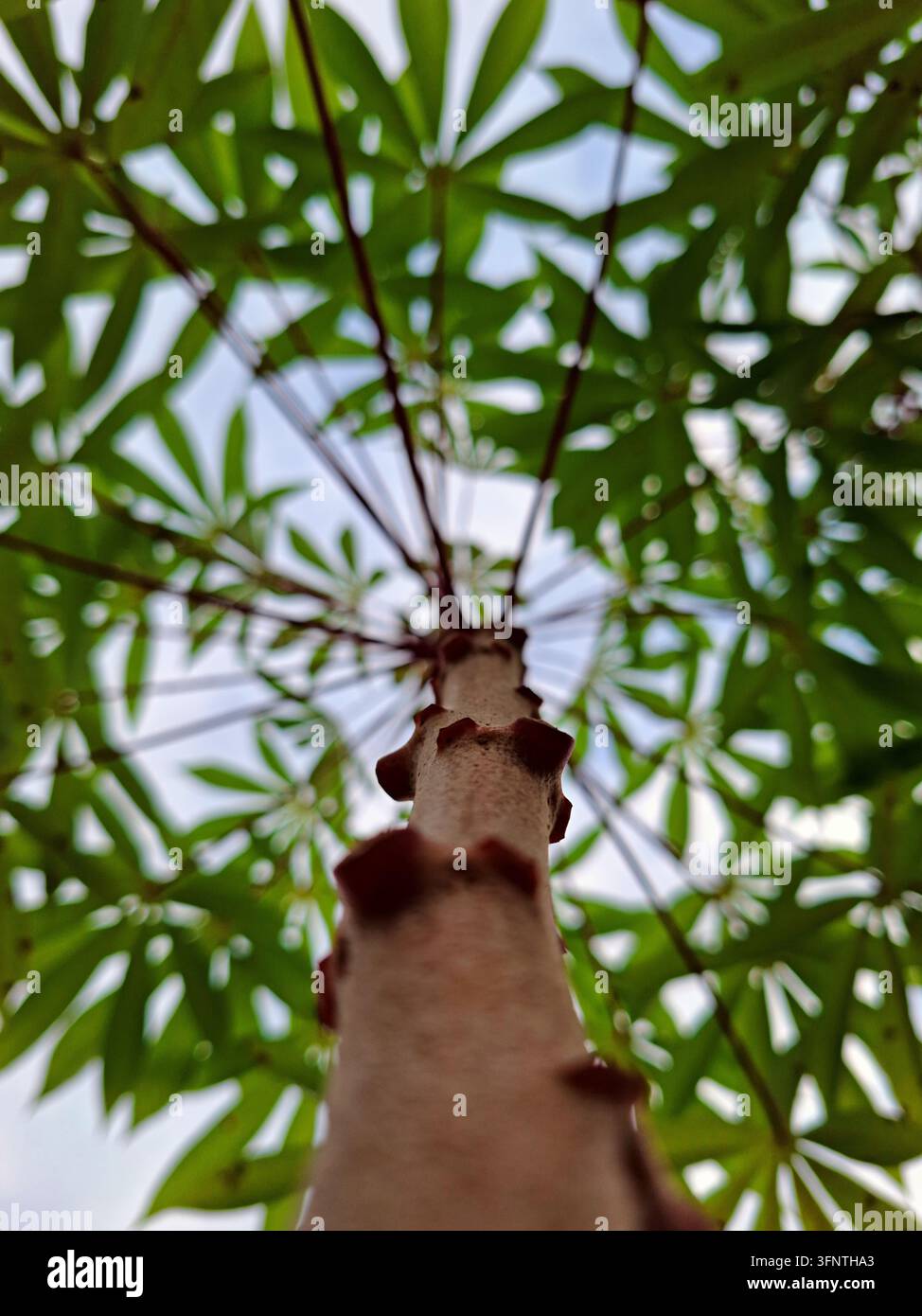 Vue en contre-plongée regardant vers le haut de la tige du manioc vers les feuilles palmées vertes contre un ciel éclatant, montrant une croissance agricole tropicale naturelle Banque D'Images
