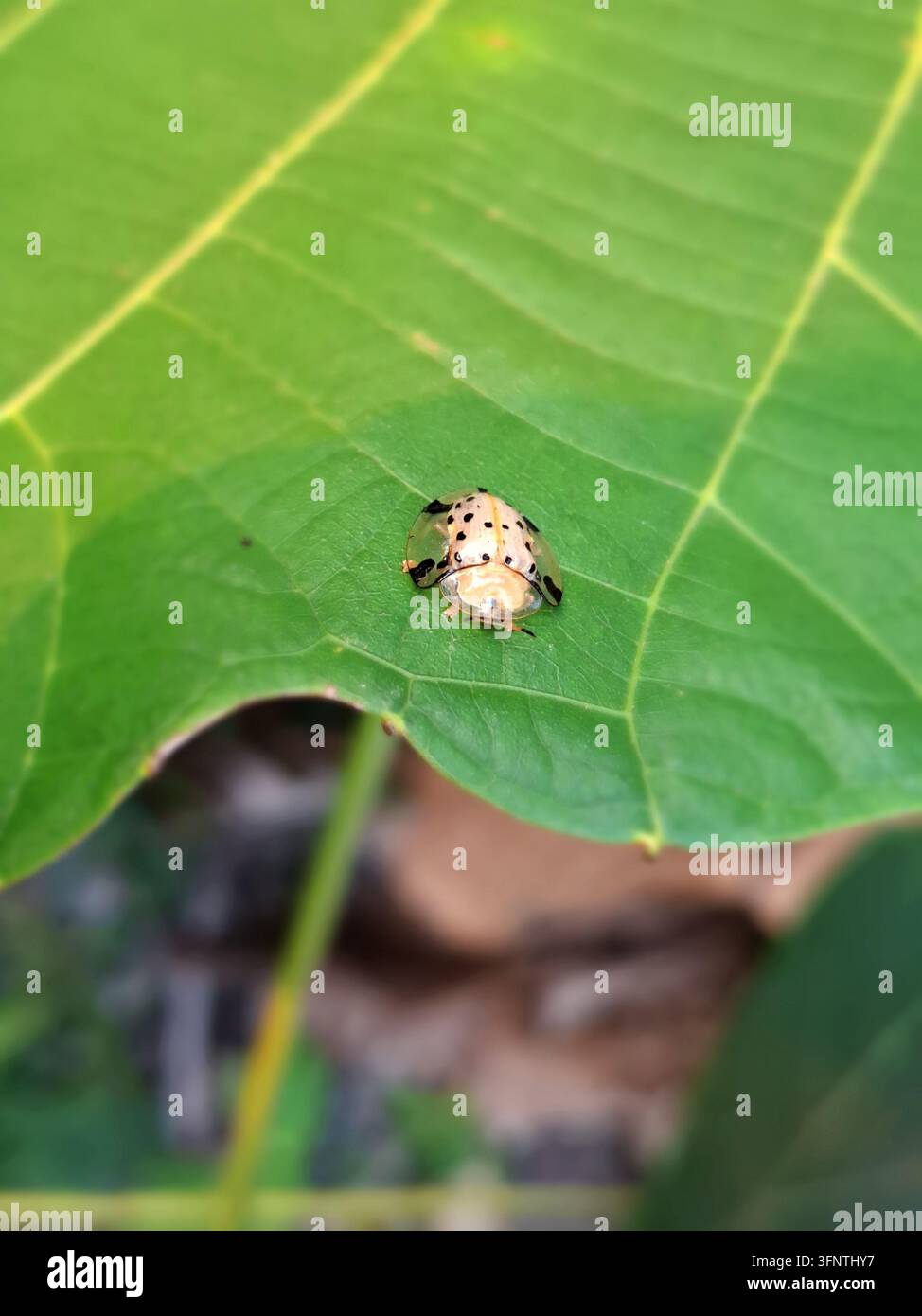 Scarabée doré à carapace transparente reposant sur une feuille d'un vert vif en vue macro avec un fond flou doux à la lumière naturelle du jour Banque D'Images
