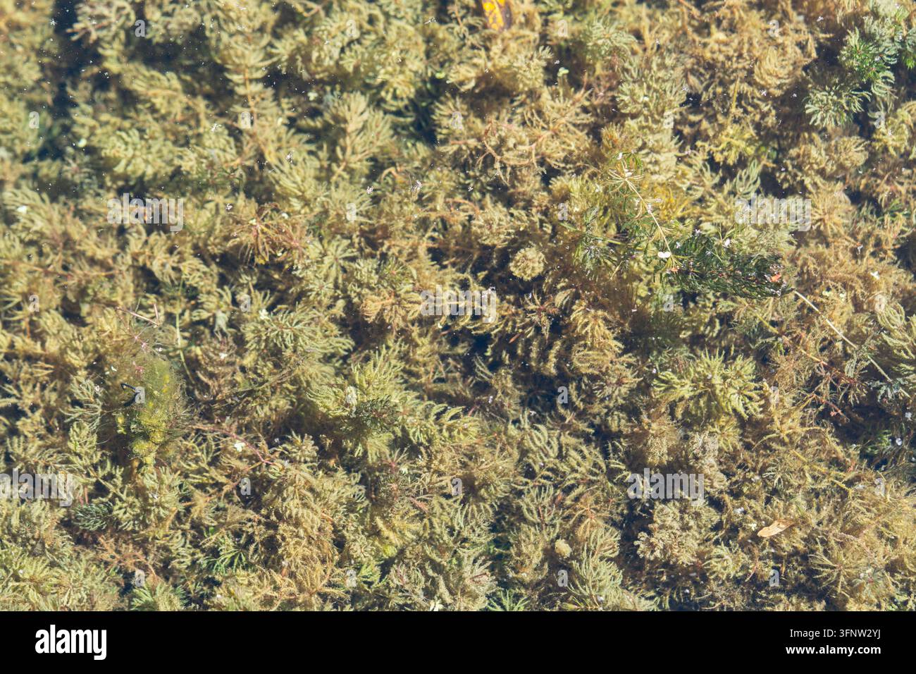 Plantes aquatiques et mousse poussant au fond d'un étang clair Banque D'Images