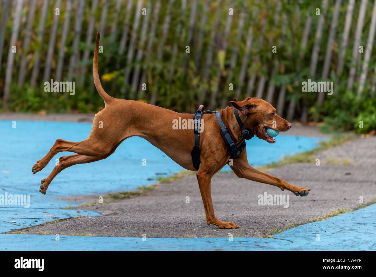 Chien de chasse hongrois Vizsla athlétique en sprint à haute vitesse portant une balle en caoutchouc bleue dans la gueule à travers un terrain de course dans un parc urbain à Brooklyn, NY. Banque D'Images