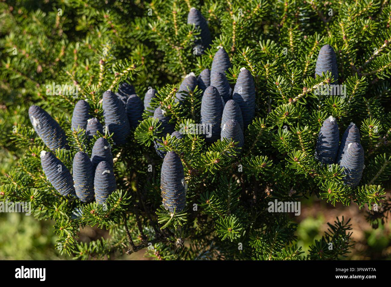 Cônes bleus de l'abricotier coréen Abies Koreana poussant sur les branches, gros plan Banque D'Images