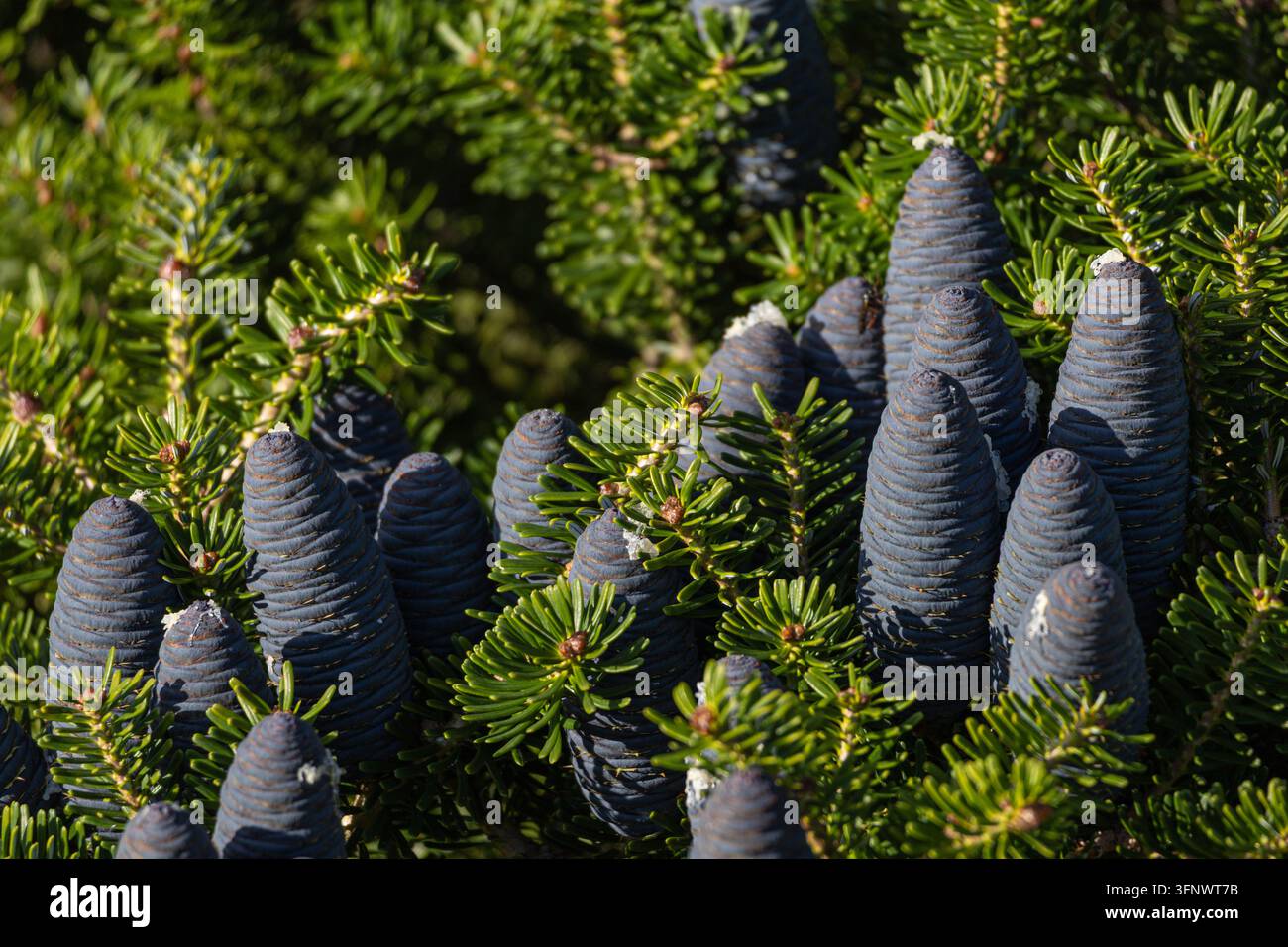 Cônes bleus de l'abricotier coréen Abies Koreana poussant sur les branches, gros plan Banque D'Images