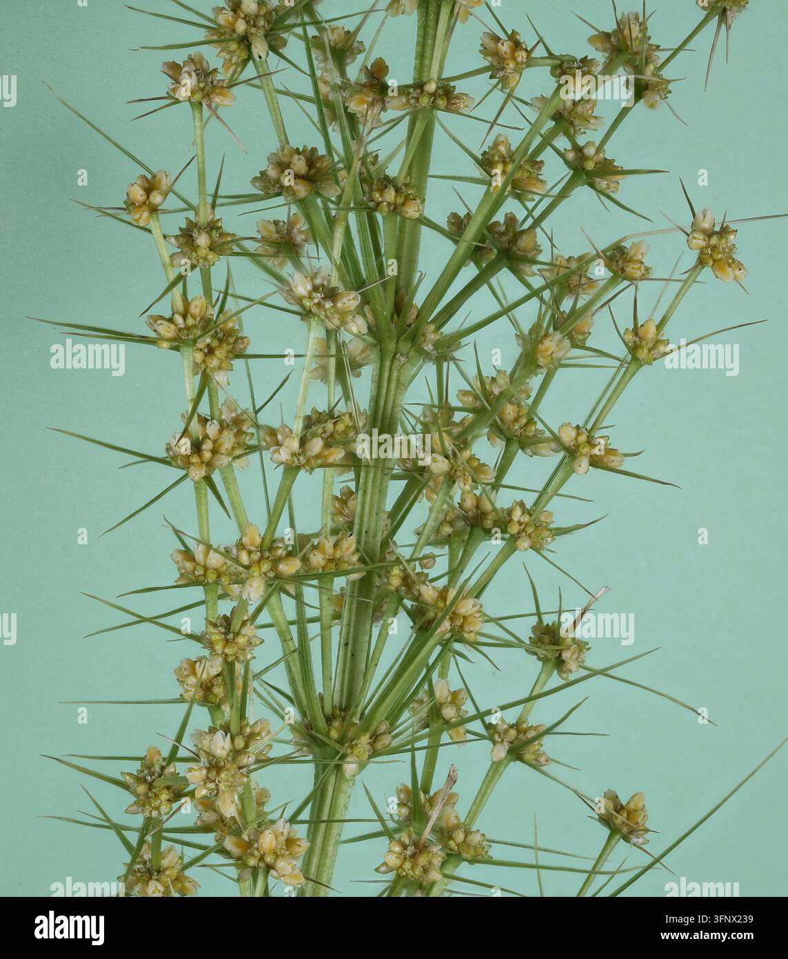 Slender Mat Rush, Lomandra hystrix, est une plante australienne robuste et touffue avec des feuilles vert vif en forme de ruban arquées et des pousses jaunes parfumées Banque D'Images