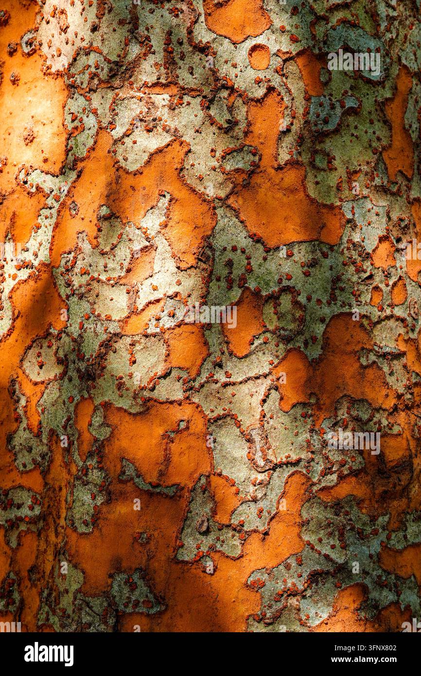 Macro vertical en gros plan de la texture colorée d'écorce exfoliante d'un arbre présentant des motifs de camouflage orange et gris naturels. Banque D'Images