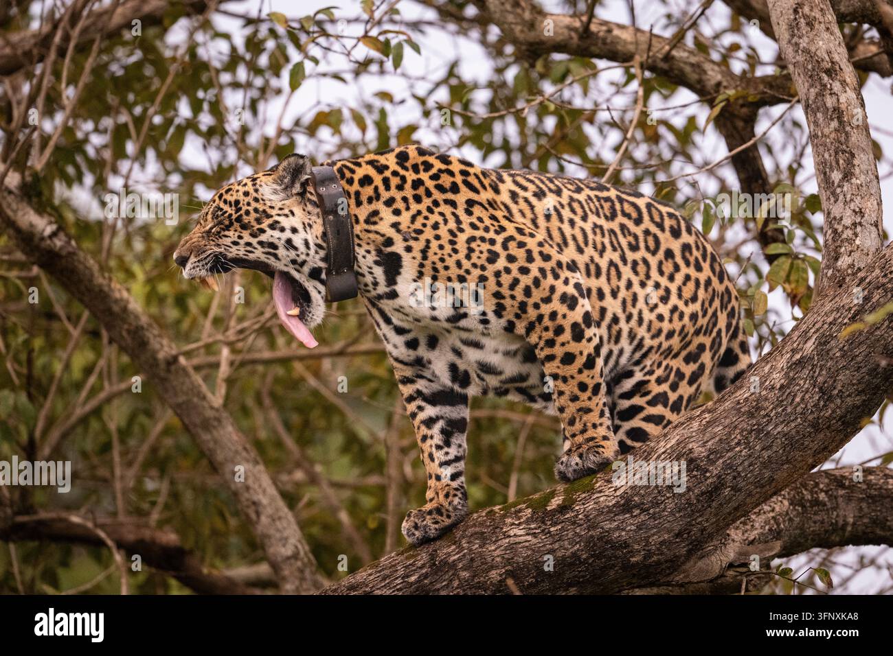 Jaguar au sommet d'un arbre dans le Pantanal de Miranda, Mato Grosso do Sul, Brésil Banque D'Images