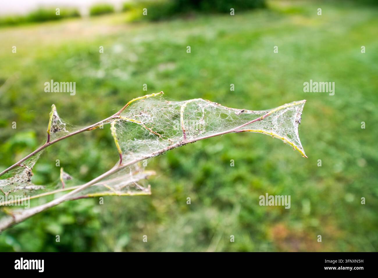 Gros plan de la toile de chenilles de papillons de nuit sur une plante. Banque D'Images