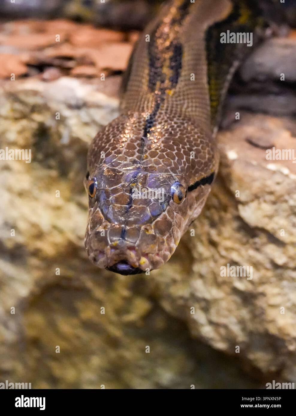 Portrait d'une python réticulée. Reptile en gros plan. Malayopython reticulatus. Banque D'Images