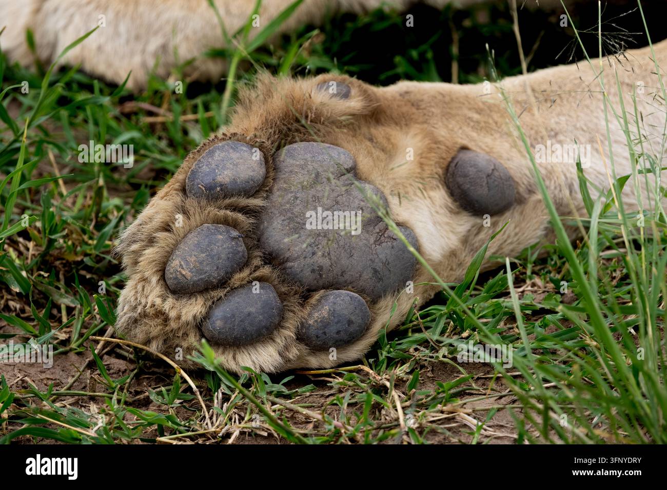 Macro des pattes de lion, Kenya Banque D'Images