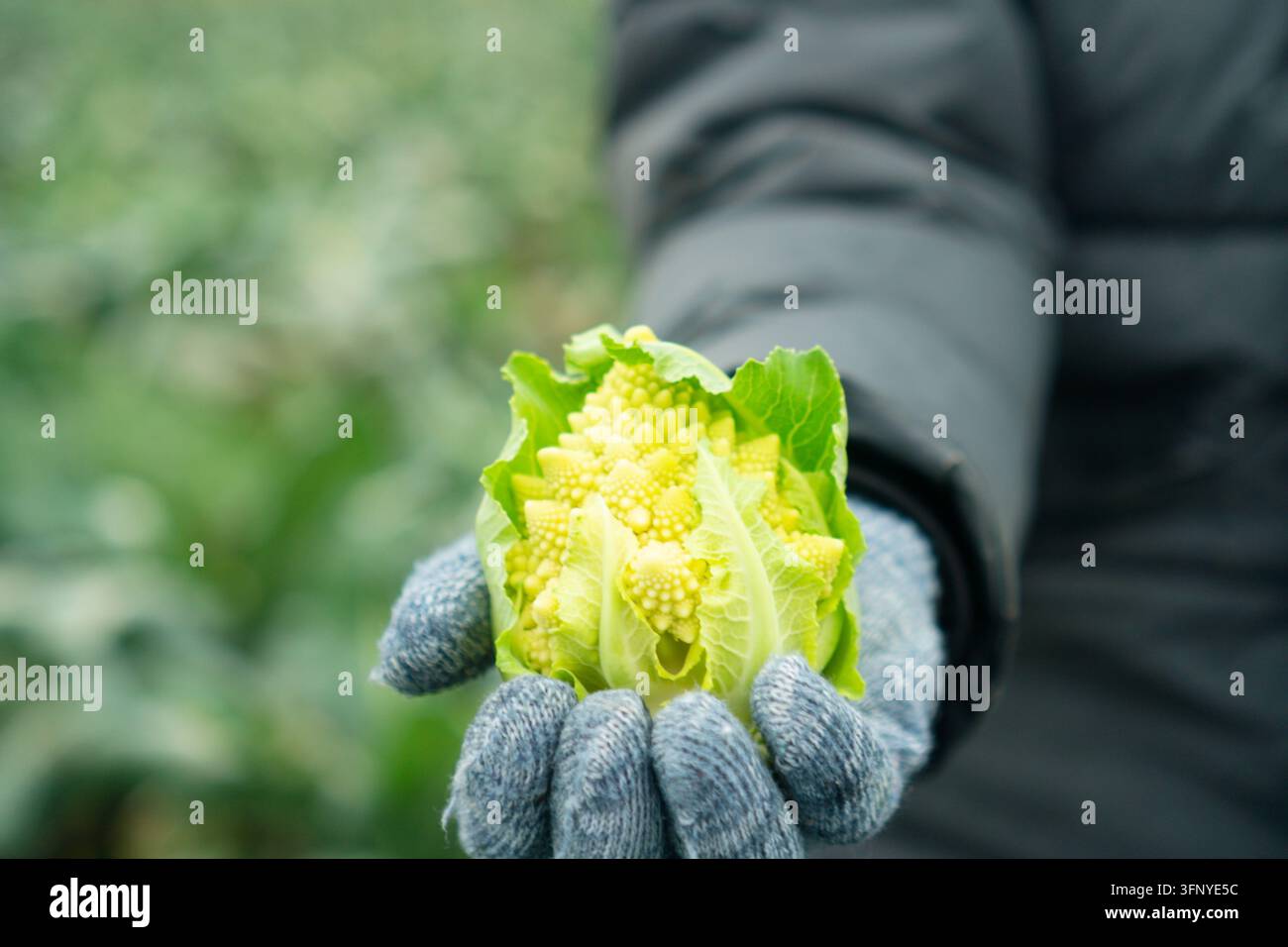Une main gantée de jardinier tient soigneusement une petite tête de romanesco dans un cadre naturel de jardin. Ce gros plan capture le moment tendre de la récolte de produits frais avec fierté et concentration. Banque D'Images