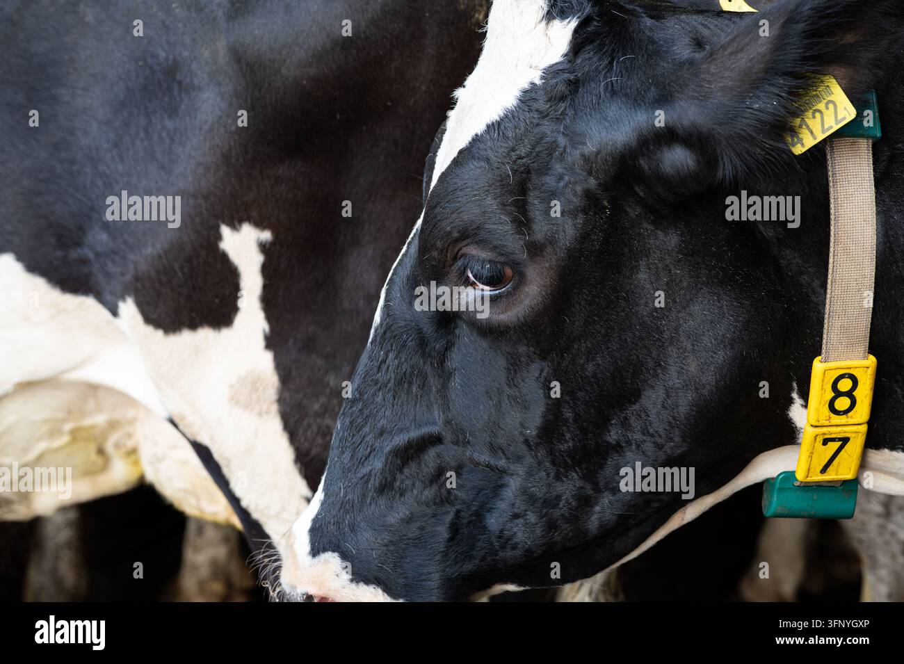 Vue rapprochée d'une tête de vache laitière noire et blanche avec un collier d'identification et une étiquette d'oreille jaune debout dans une étable agricole pendant d Banque D'Images
