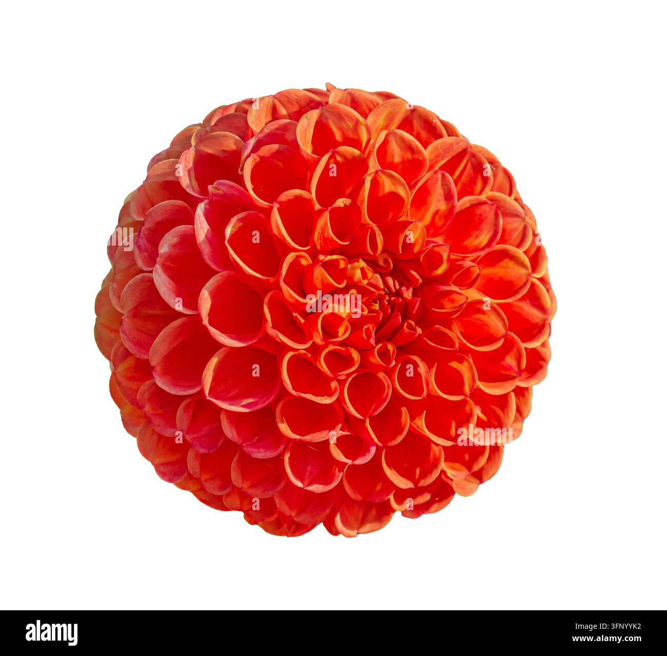 Fleur de dahlia orange rouge isolée sur fond blanc, fleur décorative ronde aux pétales superposés pour un design botanique, automnal et floral Banque D'Images