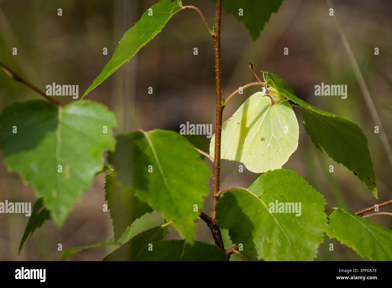 Gonepteryx rhamni, papillon brimstone, reposant avec ses ailes jaune-vert pâle fermées parmi les feuilles de bouleau, parfaitement camouflé contre le feuillage. Banque D'Images