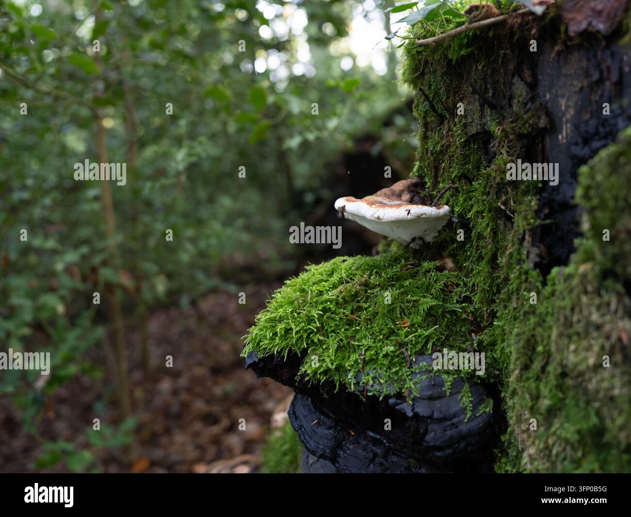 Champignon en forme de crécelle poussant sur un tronc d'arbre couvert de mousse dans un écosystème forestier humide. Banque D'Images