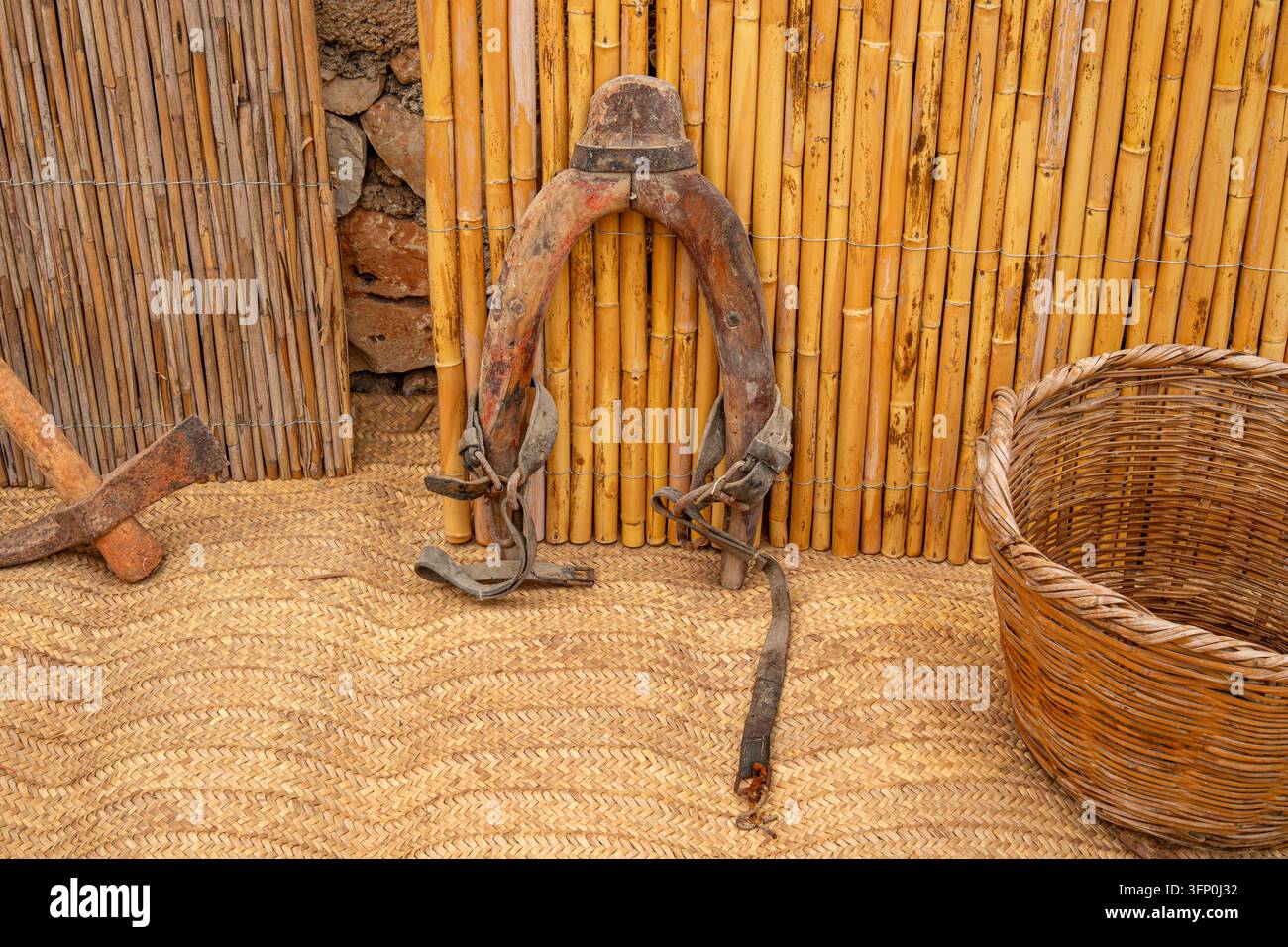 Jougs en bois pour le bétail, pioche et panier tissé sont placés devant un fond de roseaux de bambou dans une zone rurale. Ces outils montrent le mode de vie en tr Banque D'Images
